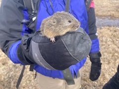 Lemmus trimucronatus
