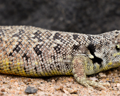 Liolaemus nigromaculatus