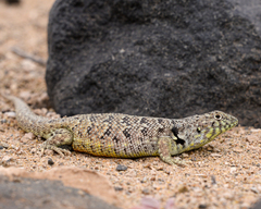 Liolaemus nigromaculatus