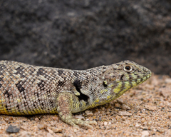 Liolaemus nigromaculatus