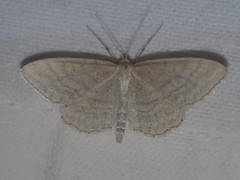 Idaea macilentaria