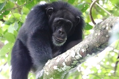 Pan troglodytes verus