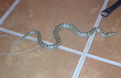 Pseudoficimia frontalis