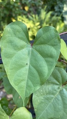 Ipomoea alba