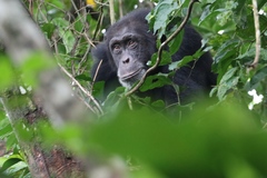 Pan troglodytes verus