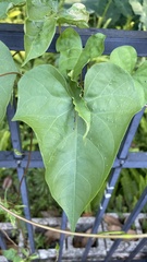 Ipomoea alba