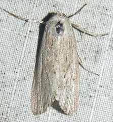 Catabena lineolata