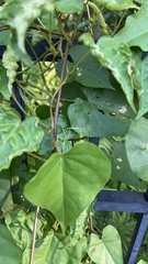 Ipomoea alba