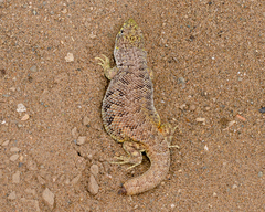 Liolaemus nigromaculatus