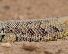 Liolaemus nigromaculatus