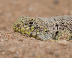 Liolaemus nigromaculatus