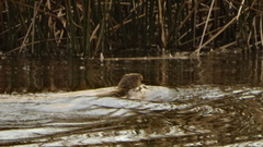 Galictis cuja