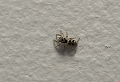 Salticus scenicus