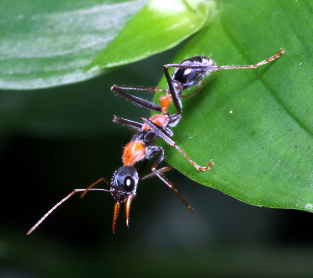 Jumping Jack Ant in May 2022 by juliegraham173 · iNaturalist