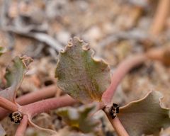 Euphorbia copiapina