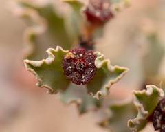 Euphorbia copiapina