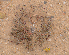 Euphorbia copiapina