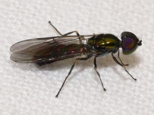 Clouded Centurion Fly photo 2