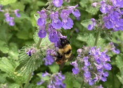 Bombus rufocinctus