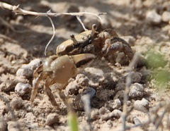 Minuca longisignalis