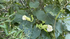 Ipomoea alba