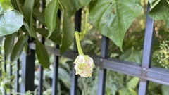 Ipomoea alba