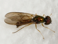 Sargus decorus
