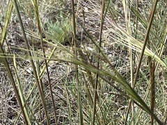 Hesperostipa comata