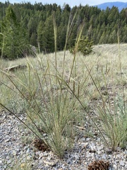 Hesperostipa comata