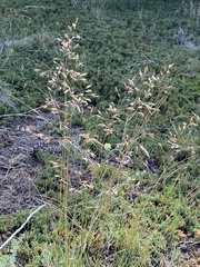 Festuca altaica
