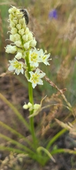 Melanthieae