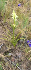 Melanthieae