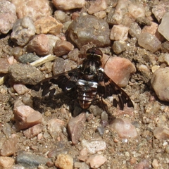 Exoprosopa caliptera