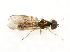 Sargus decorus