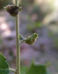 Plagiotrochus quercusilicis