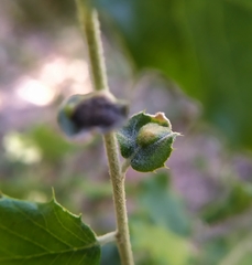 Plagiotrochus quercusilicis