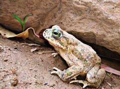 Bufotes boulengeri