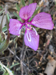Clarkia dudleyana