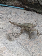 Leiocephalus carinatus