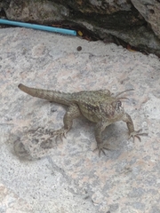 Leiocephalus carinatus