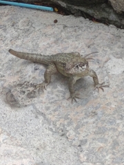 Leiocephalus carinatus