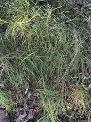 Themeda