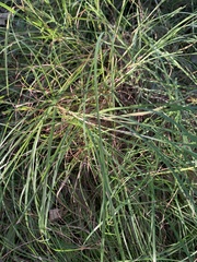 Themeda