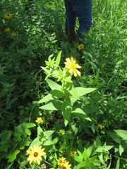 Silphium asperrimum