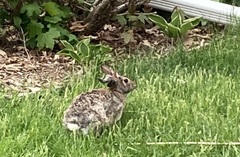 Sylvilagus floridanus