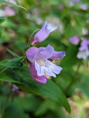 Penstemon smallii