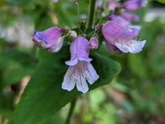 Penstemon smallii