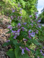 Penstemon smallii