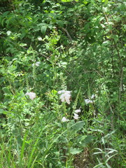 Physostegia angustifolia