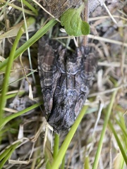 Lacanobia subjuncta